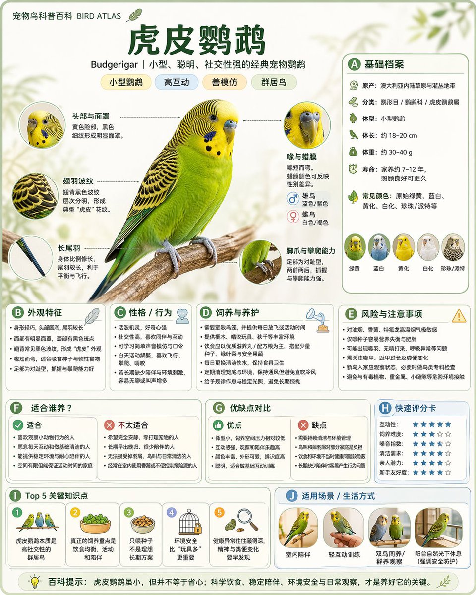 Encyclopedia Style Infographic Generator - 4
