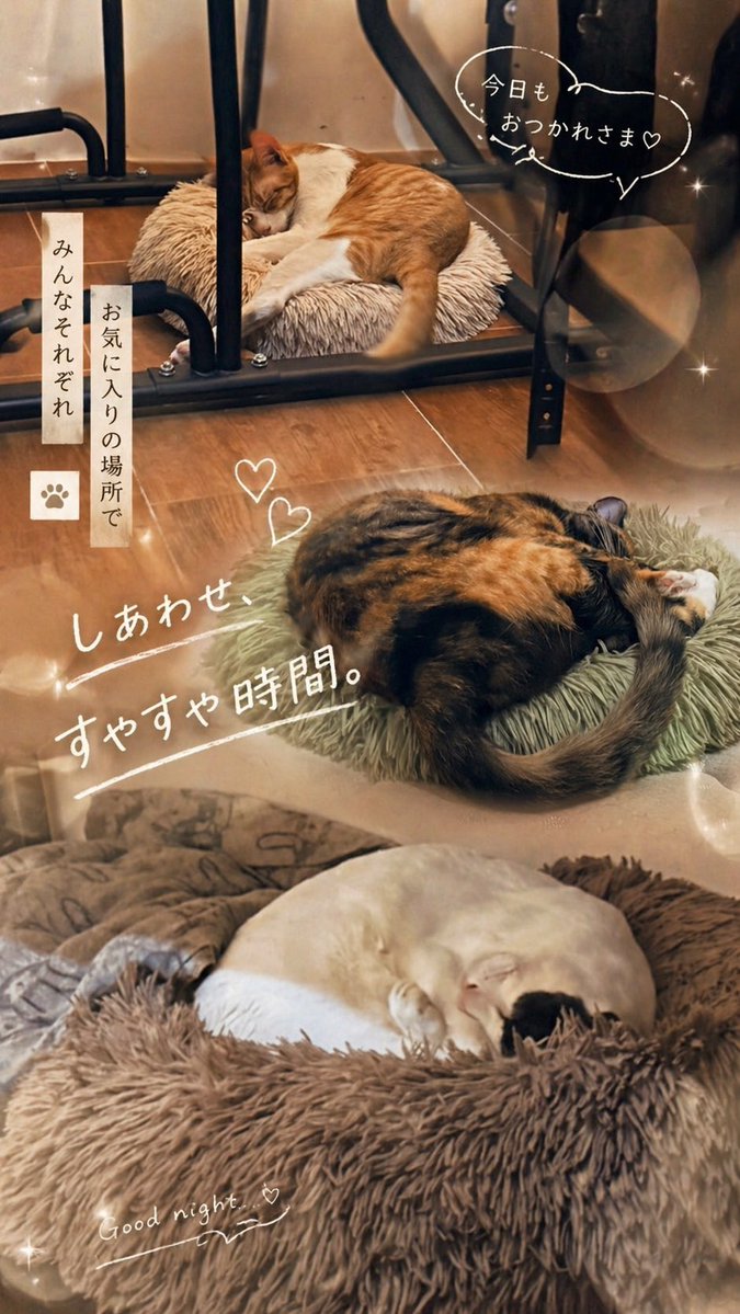 ChatGPT 应用猫咪故事截图 - 2